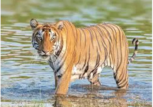 tiger roming recognised near varda river