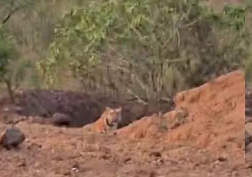 పులి సంచారంతో భయంభయం