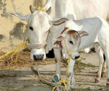 cows in krishna districts suffering with unknown decease
