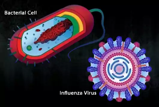 difference between bacterial and viral infections