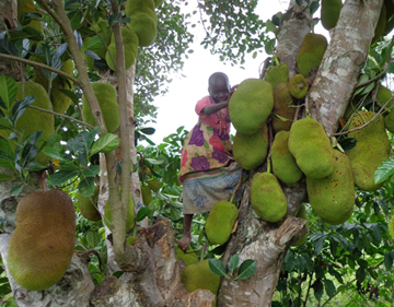 jack fruits