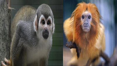 17 rare monkeys stolen