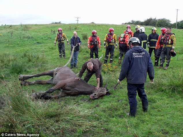 Horse, pond, mud, death, dipped upto neck, owner saved, fire fighters saved, deep struggle, death fight, Manchester
