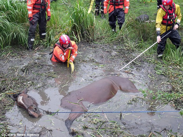 Horse, pond, mud, death, dipped upto neck, owner saved, fire fighters saved, deep struggle, death fight, Manchester