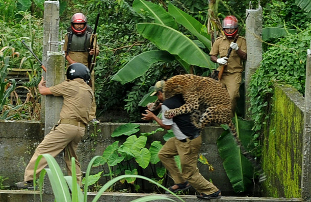leopard in siliguri