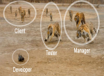 Software Developer...