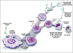  Immune System Under...