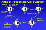 Antigen Recognition,...