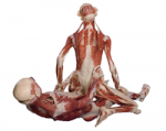 Methods of Joint Mov...