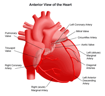 Healthy Heart is key to a Healthy Life