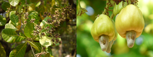 Information on which tree should be planted as per your janma nakshatra